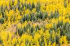 Colorado-Gunnison National Forest Aspen forest in autumn Art Print
